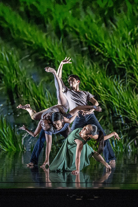 雲門舞集《稻禾》-圖片